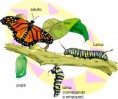 /album/galeria-de-fotos/esquema-vj-ciencias-borboleta-b-jpg1/